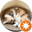 Nyan-bocha profile picture